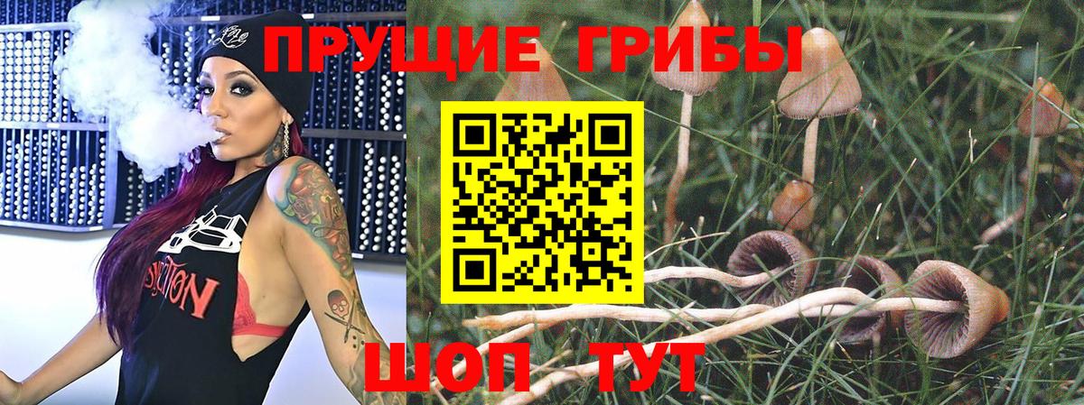 Галлюциногенные грибы Psilocybine cubensis Ахтубинск